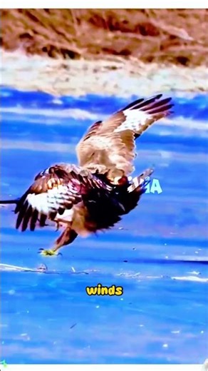 Cold Skies: Arctic Hunter #uniqueworldfacts #amazingworldfacts #facts #globetrivia #rarecreatures