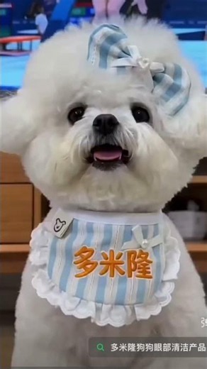 Bichon frise Teacup