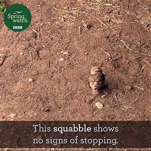 Our cameras have been live for 24 hours! Here's what we've been loving so far! #Springwatch | BBC Springwatch