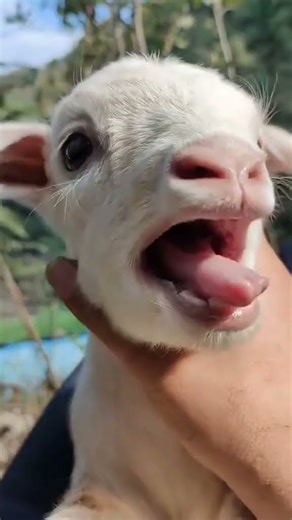 Shouting Baby Goat Goes Crazy 😂 | Funniest Goat Kid Screaming Ever