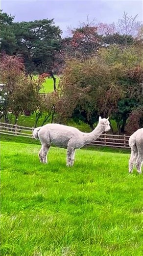 Alpacas Eating Grass – Peaceful Countryside Moment
