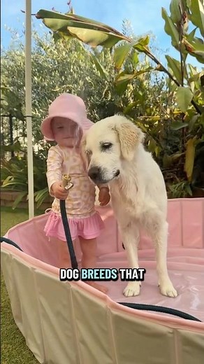 Top 3 Best Dog Breeds for Families With Kids 🐶👶 (Perfect for Small Children!)