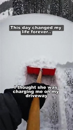 Unbelievable ending.. #heartwarming #wholesome #wolf #blackwolf | wolf