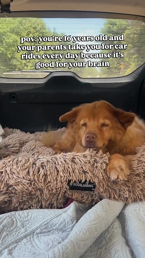 Car rides are one of the most enriching sensory experiences you can give your senior dog who might not be as mobile. With high airflow, like the windows down, dogs don’t need to sniff rapidly. Making it easier for your senior dog to actively participate in the world around them without getting physically exhausted. The wind carries scents in a steady stream, like a moving “scent film.” Just constant input. Dogs have a second olfactory system, the Jacobson’s organ, and a dedicated brain region ju