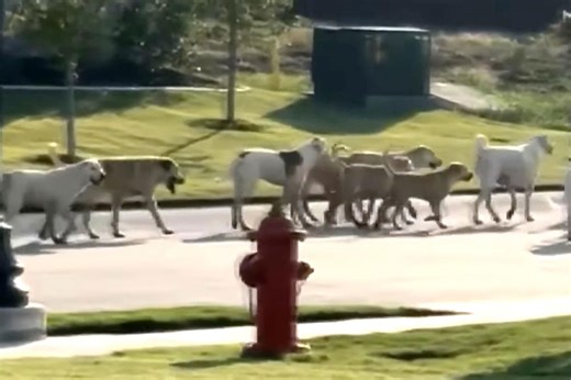 Texas Community Says Packs of Wild Dogs Are Taking Over Their Neighborhood, Alarming Residents