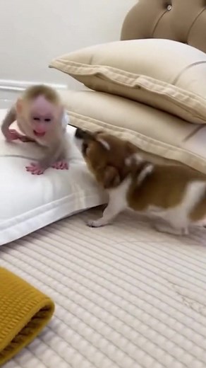 Baby Monkey Plays Chase with a Friendly Dog