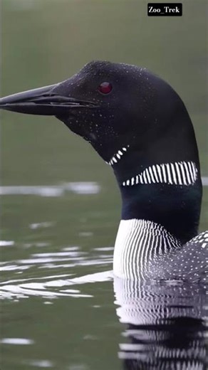 The Common Loon’s haunting call fills the night.