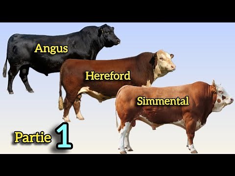 The 10 Best Cattle Breeds for Meat Production: Angus, Hereford and Simmental.
