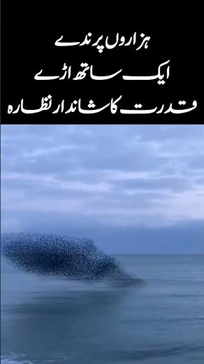 Thousands of Birds Fly Together in Perfect Harmony | Breathtaking Nature Sight!