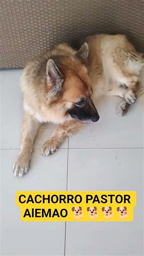 CACHORRO LINDO#animal#cachorro #pets#cães#cachorros#cao#cat#dog #caes#dogs#caos#animais#shorts#short