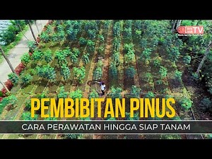 Banyak Tantangan, Butuh Kesabaran! Pembibitan Pinus Terbesar untuk Kelestarian Hutan
