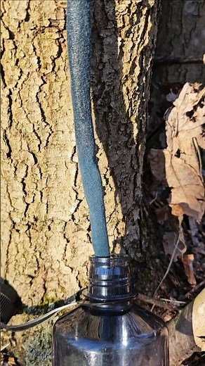 One way to collect sap from a maple tree in a survival situation