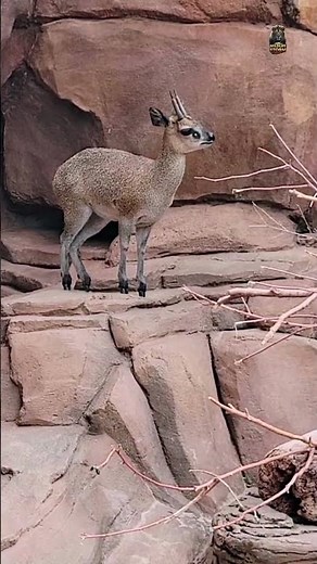 🔥Klipspringer 🦌 | The Rock-Jumping Antelope