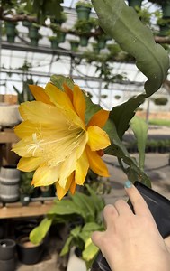 5.2K views · 57 reactions | ✨ ORCHID CACTUS BASKETS NOW AVAILABLE!...