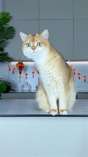 Don’t ignore your cats😱 #BlockBlast #cat #cats