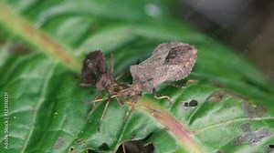 Dock bugs (Coreus marginatus) feeding on leaf. Adult and late-instar nymph of reddish-brown squashbugs in the family Coreidae, competing for prime spot to suck sap with piercing mouthparts Stock Video