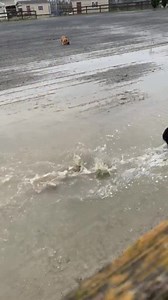 42K views · 4.6K reactions | The French Mafia (minus Igor) is enjoying all this wet weather.  ❤️ | Speranza Animal Rescue | Facebook