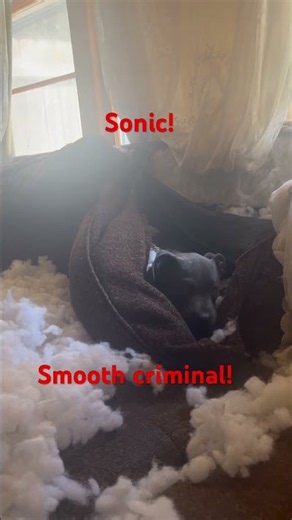 Sonic the smooth criminal! Couch destroying puppy! 🐶