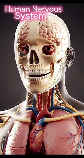 Human Nervous System & Upper Thorax Anatomy in 360° Rotation
