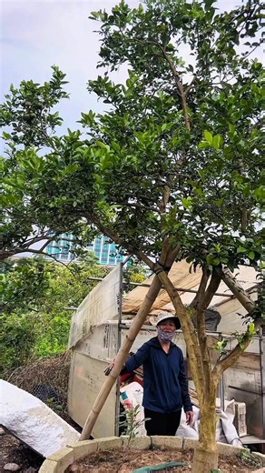 Típ tục Cây Chanh ta đây ạ Nhà vườn Linh Trang 0981886789 | Nhà Vườn Linh Trang