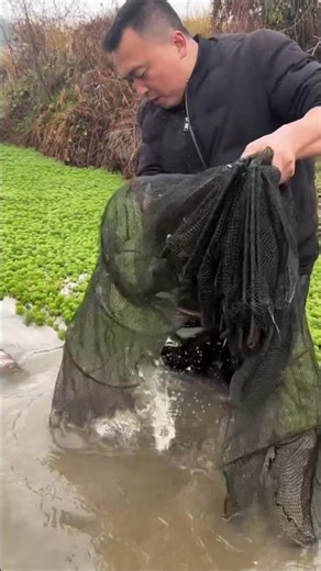 Tilapia Catching Using Simple Net. !! So many Tilapia Fishing. #tilapiafishing #netfishing #village