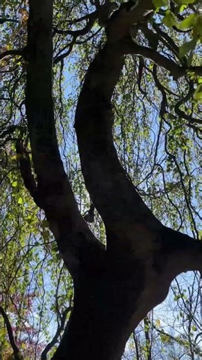 What tree is this? Long drooping branches..🌳