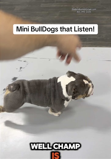 Mini English Bulldog: Showcase of Obedience and Temperament