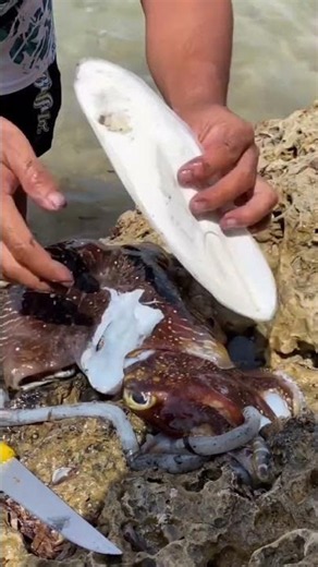 How to Clean and Prepare Fresh Octopus on the Beach 🐙🔪