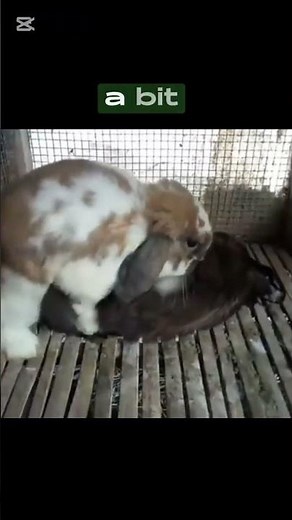 How to Successfully Breed Rabbits. The Dos and Donts of Rabbit breeding