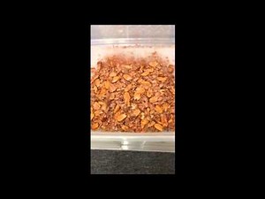 Medium Pecan Nut Buster