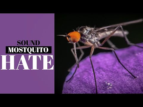 Sound Mosquito Hate | Anti Mosquitoes Ultrasonic Sound Effect