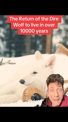 61K views · 2.1K reactions | #wolf #wolves | Debate diggest | Facebook