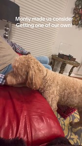 Monty is such a sweet dog! Enjoyed him over Thanksgiving! 🥰 Robert Curtis said we might have to get one 🧐 #nannascorner #ladydonnaloves #doglover #familyfriendly I do not own the rights to this music | Donna DoesLife