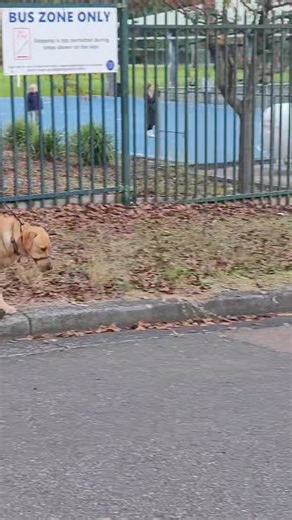 Introduction to class 2 . Social street manner control. | John Gatt K9