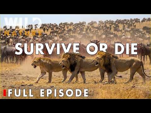 Tanzania Lions: Ultimate Battles for Survival (Full Episode) | Nature Animal Documentary