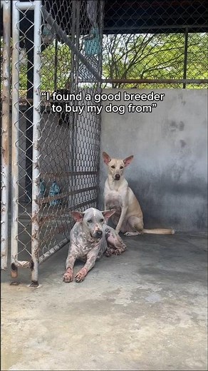 The dogs in our care are still waiting for their chance🥺 #shorts #animals #rescuedog #pets #adoptme