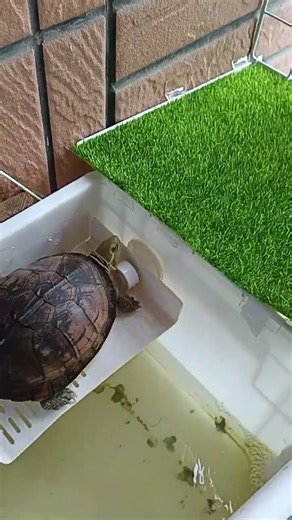 Manually adding a new layer to my filter system. It just feels awesome. 🛠️💧 #FilterBox #turtle #diy