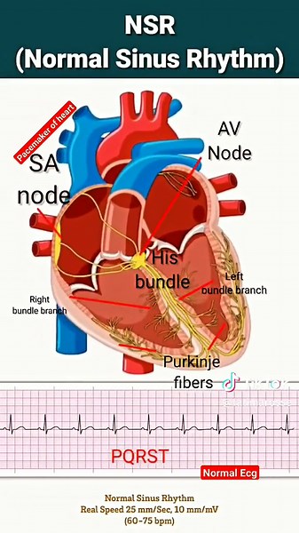 Understanding Heart Rate: Causes and Symptoms
