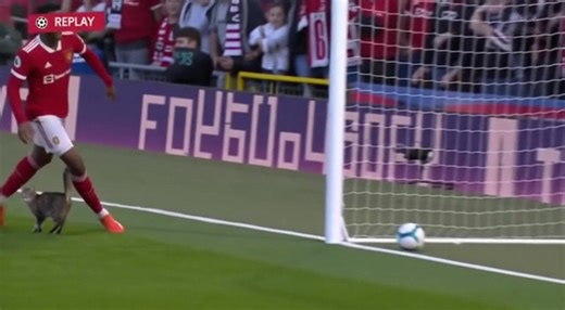 Crowd Goes Wild as Cat Scores in Real Football Game! | Damian Francis