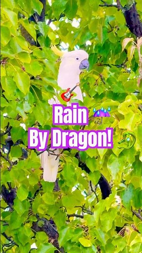 Don't Go Out in the Rain - Dragon Official #newsong #musicrelease