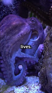 Octopus Dreams: Unveiling the Mysteries of the Deep!