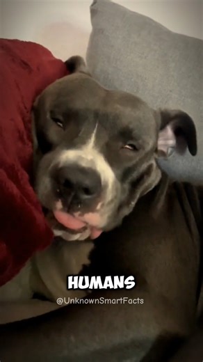 Your Dog Knows More Than You Think (These Facts Are Wild)😱😊😘#DogFacts #FunFacts #AnimalShorts #dog