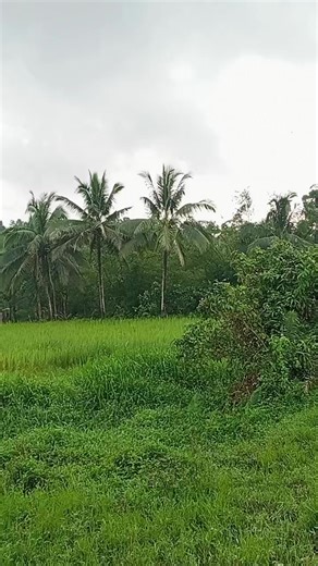 Mario Labro (@mario.labro7)’s videos with original sound - Music Lovers