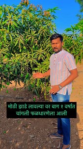 कृष्णाई होलसेल नर्सरी ( डोंबे- बंधू ) उरुळी-कांचन ( पुणे ) 8379044559 Https://maps.google.com/?q=18.480688,74.144905 | Krushnai Wholesale Nursery