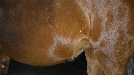 One of our foals due this spring letting us know they are keeping warm n cosy dancing away in this cold snap! | The Signature Horses