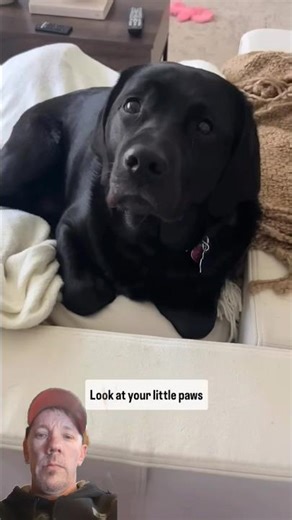 Lovable Black Lab Dog #shorts #dog #pets