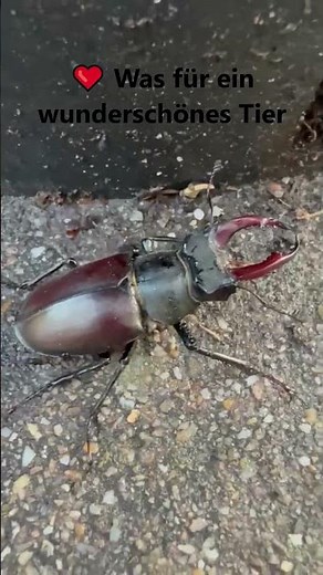 Der König der Käfer 👑🪲 Hirschkäfer in freier Natur