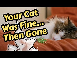 Your Cat Was Fine…Then Gone: The Real Reasons Cats Die Suddenly