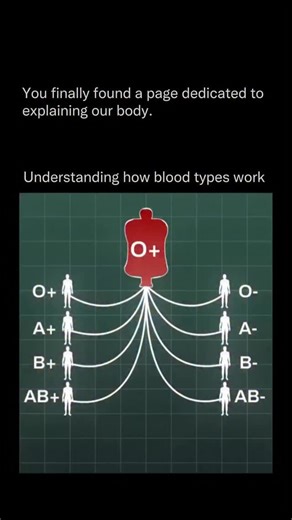 Explaining Our Body on Instagram: "Your blood type is determined by the presence or absence of specific antigens on the surface of your red blood cells. These tiny biological markers decide who you can donate blood to — and who you can safely receive blood from. When mismatched blood types mix, the immune system can react violently, which is why compatibility is critical in medicine, trauma care, and emergency surgery. O+ is one of the most common blood types in the world. What makes it interest