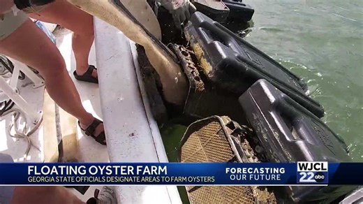 Georgia's first floating oyster farm. How it came to be